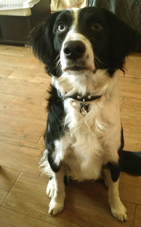 border collie perro.jpg